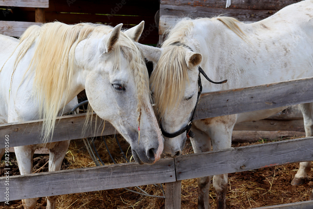 Fotografia do Stock A pair of horses showing affection, romantic