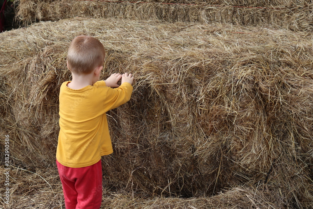A light-haired boy in a yellow and red suit stands with his back to the camera and touches dry straw. The child is touching dry straw. A light-haired boy in a yellow and red suit stands with his back to the camera and touches dry straw. The child is touching dry straw.