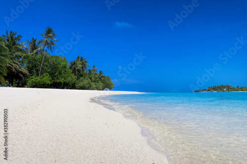 Closeup coconut palm tree on a sunny summer day against the blue sky, the fantastic island of Maldives.