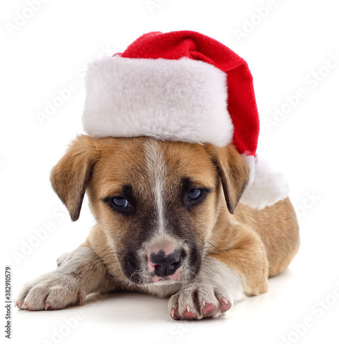 Dog in Christmas hat. © voren1