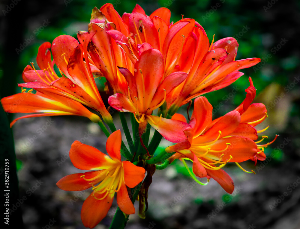 Fototapeta premium clivia