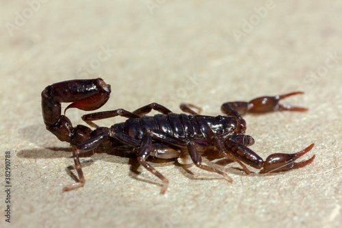 Scorpion very close full of details Bothriurus - poisonous animal © tacio philip