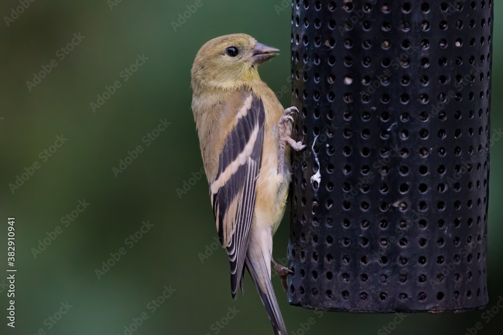 Naklejka premium American goldfinch (Spinus tristis) at a niger seed bird feeder