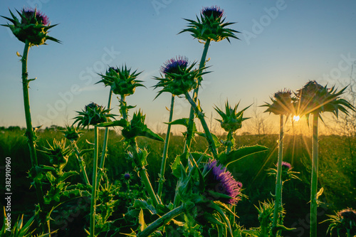 Distel und Sonne