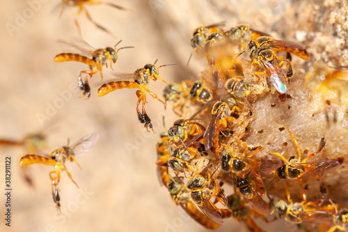 Tetragonisca angustula jatai bess on flight close - stingless bee