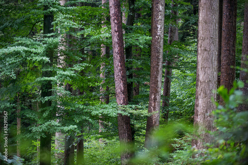 Blick in einen Mischwald.  photo