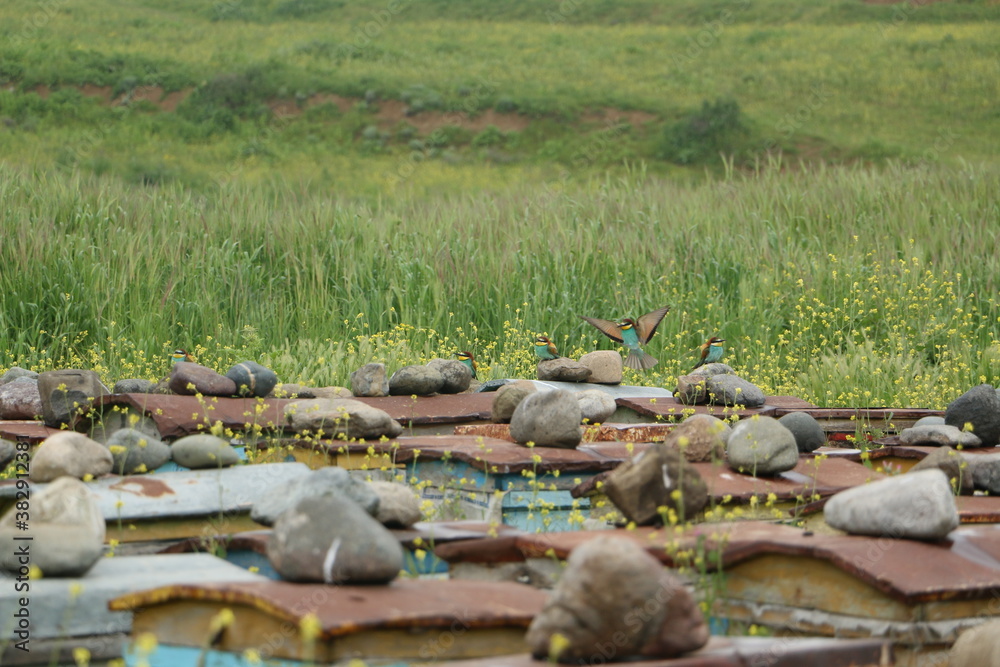 Fototapeta premium European bee-eater birds