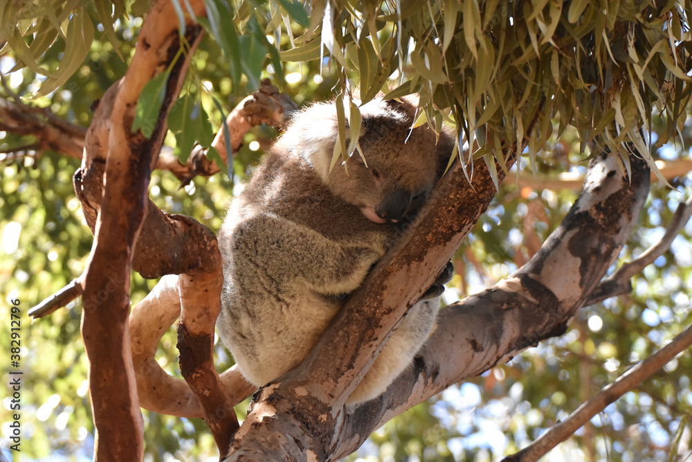 Fototapeta premium Wild koala in Kangaroo Island, Australia