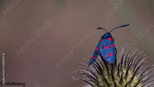 moth on flower