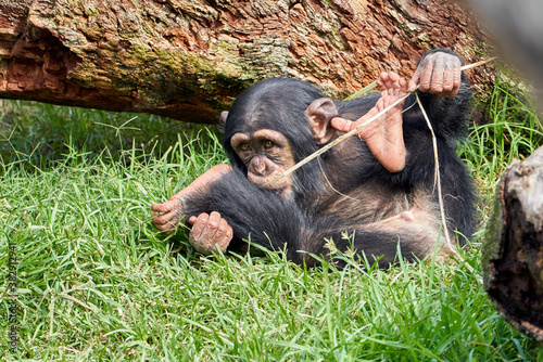 Fototapeta beautiful view of a small chimpanzee biting parts of a plant on the grass and be