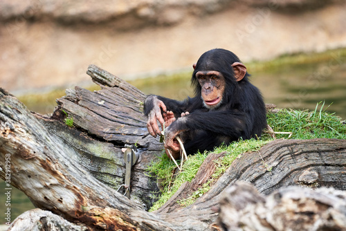 Obraz na plátně beautiful view of a small chimpanzee looking at the camera sitting on a log in a