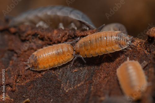 Obraz na płótnie Porcellio scaber Lava on a piece of bark