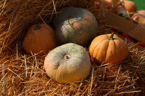 pumpkins on the farm