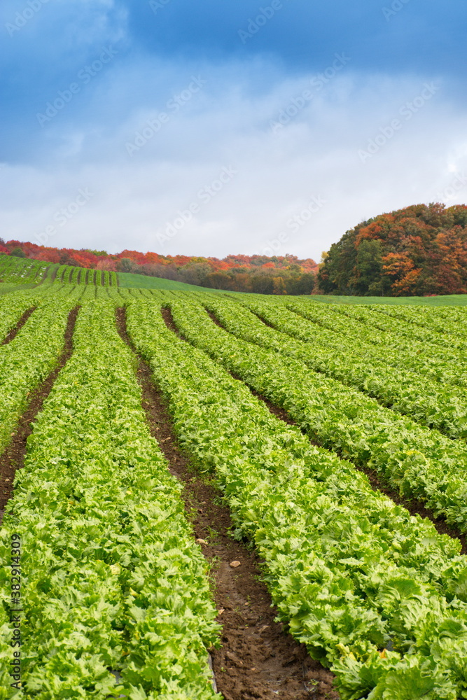 Brilliant autumn forest and vibrant blue skies on the rolling hills of a farmer's field.