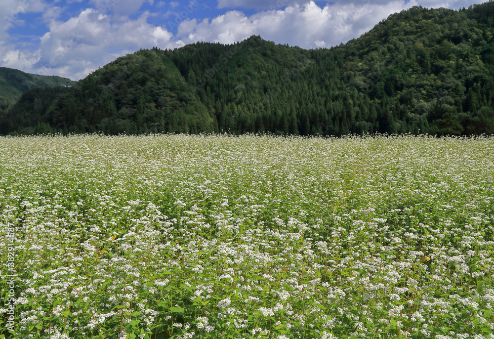 満開の蕎麦の花