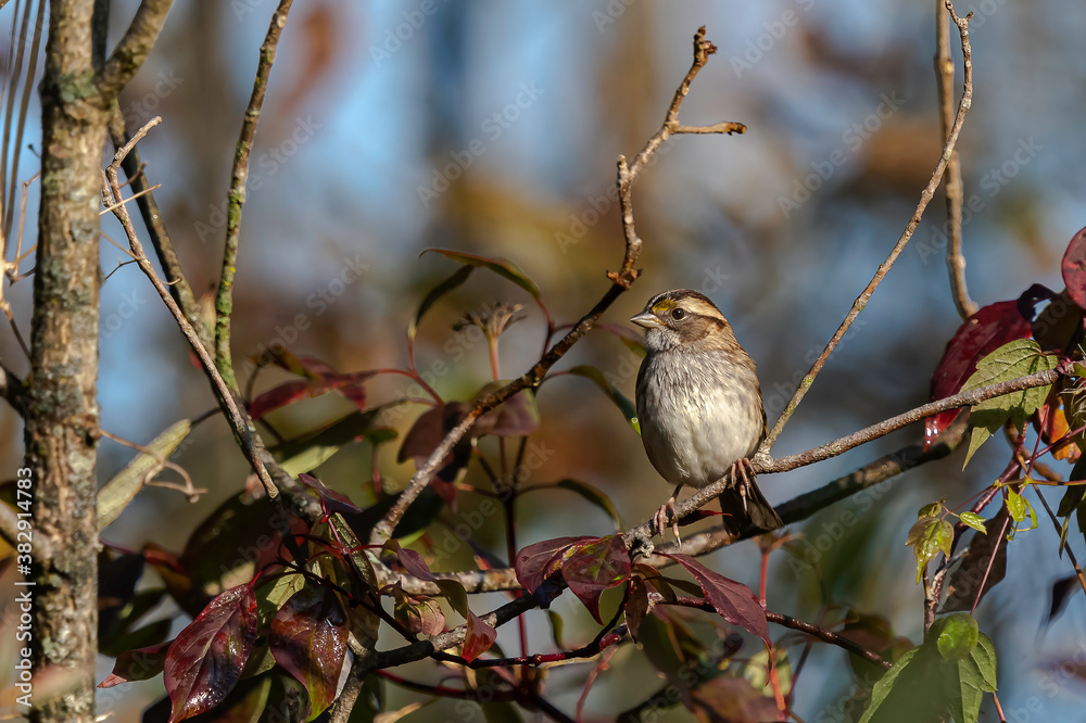 Obraz premium White-Throated sparrow sitting on a tree branch in the early morning light looking for bugs to eat.