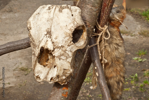 Goat skull close up. The bones are tied to wooden sticks. © Ivan