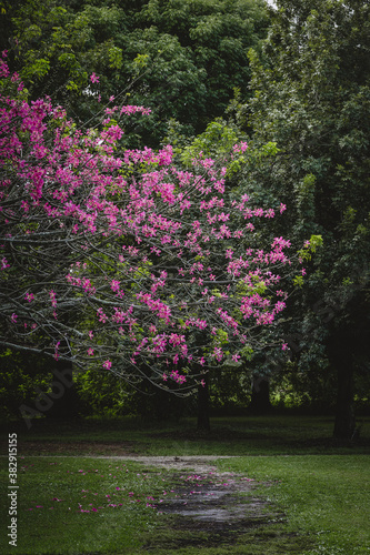Tree with Pink and fuchsia flowers on a garden 