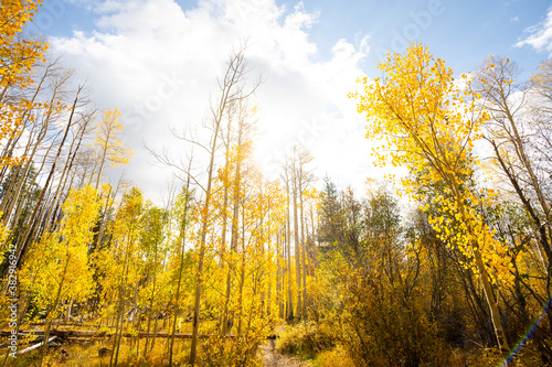 Looking Up at Yellow Aspen Trees In Colorado During Fall Autumn Season on Bright Sunny Day with Beautiful Blue Sky