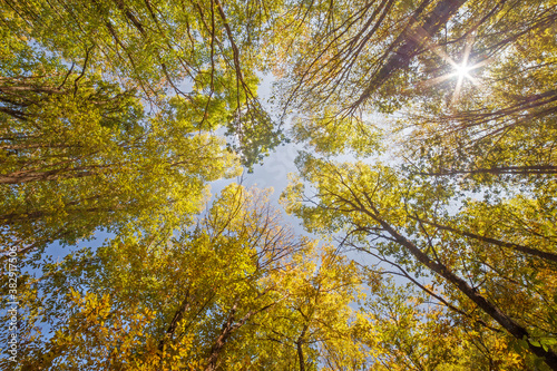 Beautiful autumn forest. Bottom view of the sky and tree leaves. Autumn landscape.