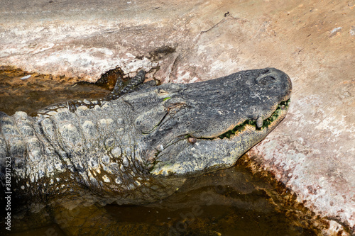 Closeup shot of a mighty crocodile in a water