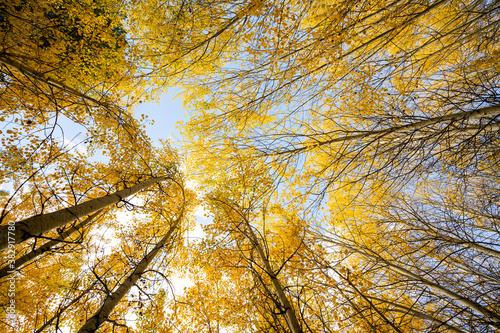 Looking Up at Yellow Aspen Trees In Colorado During Fall Autumn Season on Bright Sunny Day with Beautiful Blue Sky