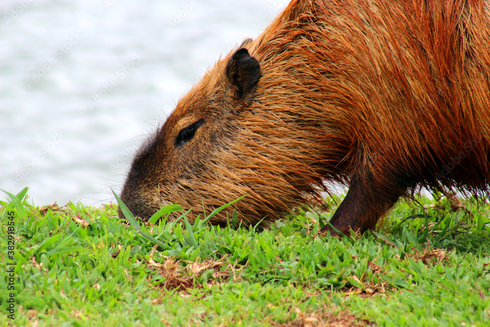 Closeup of a capybara (Hydrochoerus hydrochaeris) grazing on a green lawn at the edge of a lake. Closeup of a capybara (Hydrochoerus hydrochaeris) grazing on a green lawn at the edge of a lake.