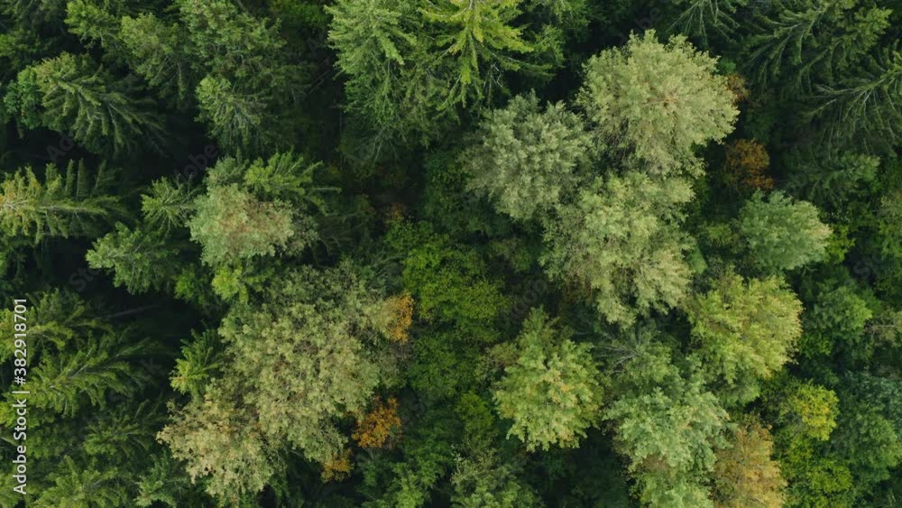 Top down view of autumn forest, fall woodland aerial shot. Drone fly over pine trees and yellow treetops. Zoom out and spin colorful texture in nature. Flight over woods, natural background in motion