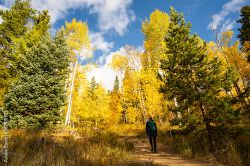 Woman Hiking on Trail Looking Up at Yellow Aspen Trees In Colorado During Fall Autumn Season on Bright Sunny Day with Beautiful Blue Sky