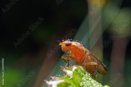 A marsh fly on a leaf covered in water droplets. photo