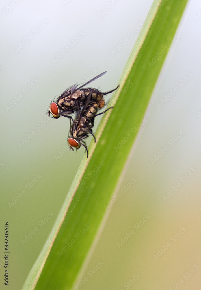 Naklejka premium Moscas