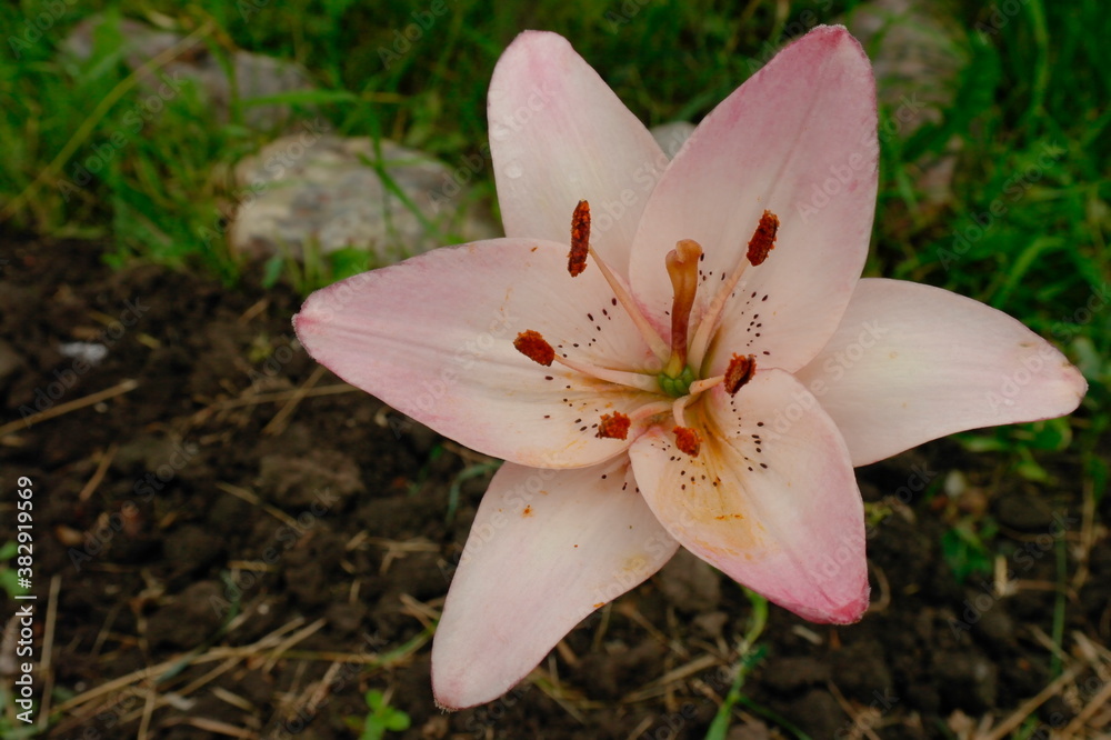 lily flower close up lily flower close up