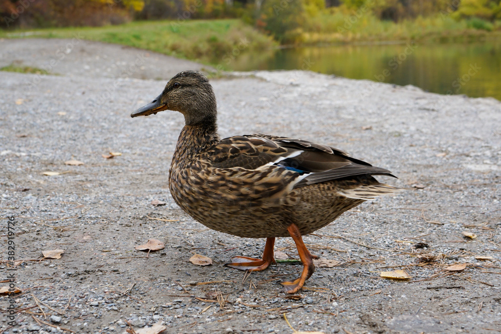 Wild duck near the lake Wild duck near the lake