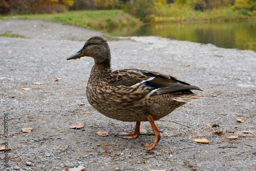 Wild duck near the lake