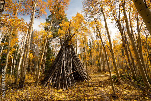 Teepee in Woods Hiking on Trail with Yellow Aspen Trees In Colorado During Fall Autumn Season on Bright Sunny Day with Beautiful Blue Sky