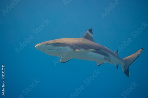 Blacktip Reef Shark in Moorea, French Polynesia © Peter Clark
