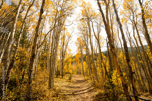 Beautiful Hiking Trail with Yellow Aspen Trees In Colorado During Fall Autumn Season on Bright Sunny Day with Beautiful Blue Sky