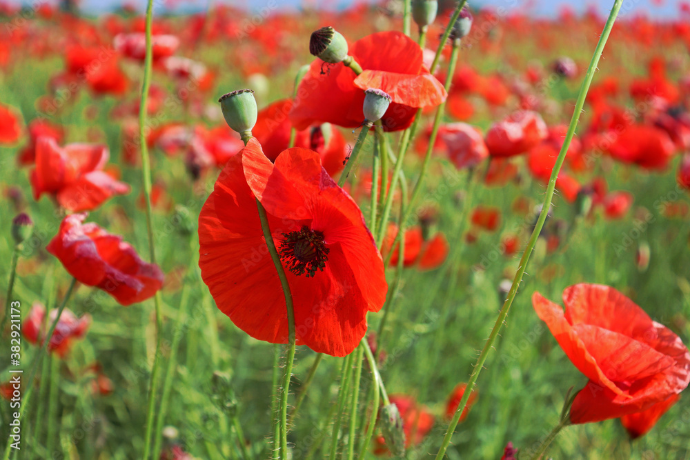 Obraz premium red poppy field