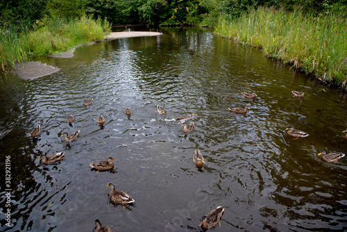 Canvas Print Magnifique canard du Québec au naturel