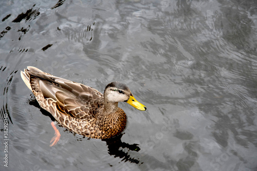 Принти на полотні Magnifique canard du Québec au naturel