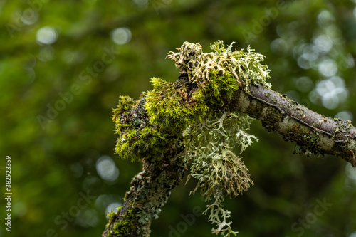 close up of a broken branch covered with dense tree mosses in the forest