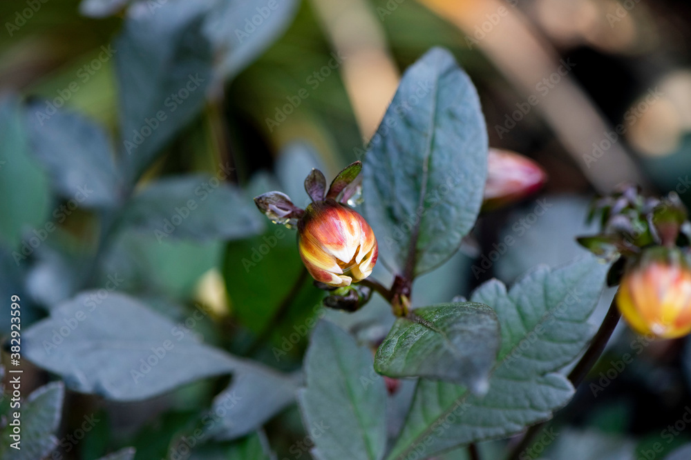 bourgeon fleurs bourgeon fleurs