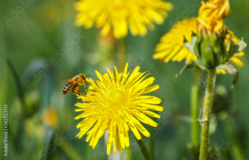Honey Bee (Apis mellifica) on yellow blooming Dandelion (Taraxacum officinale), Hesse, Germany photo