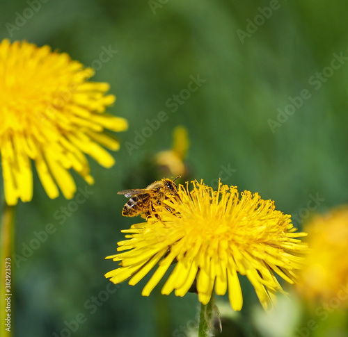 Honey Bee (Apis mellifica) on yellow blooming Dandelion (Taraxacum officinale), Hesse, Germany photo