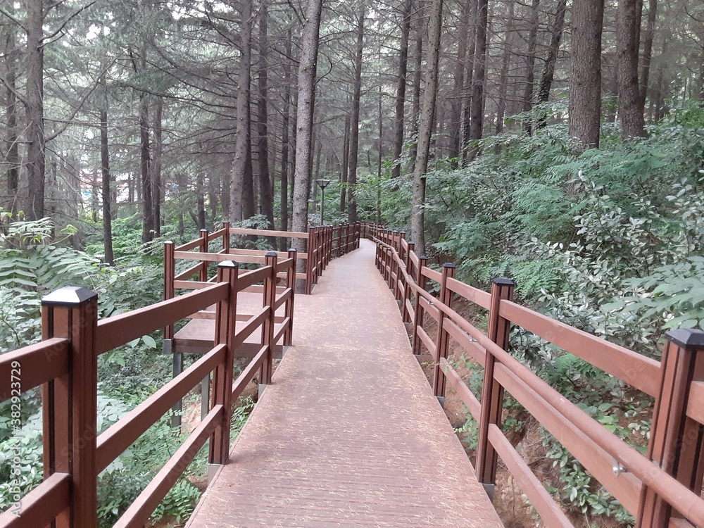 wooden bridge in the forest wooden bridge in the forest