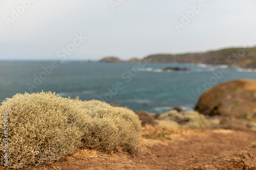 Shrubs with Australian Beach background