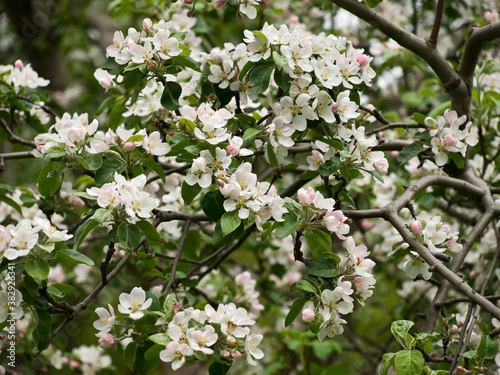 Flowering of fruit tree in the spring