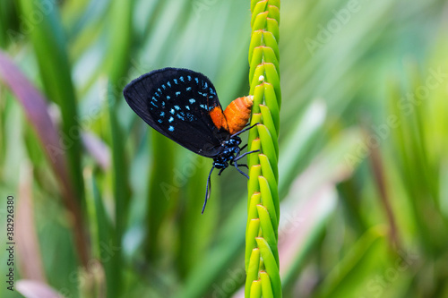 Atala Butterfly Endangered photo