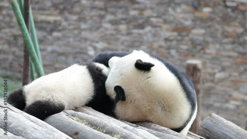 Mother Panda is Playing with her Cub, Wolong Giant Panda Nature Reserve, Shenshuping, China Mother Panda is Playing with her Cub, Wolong Giant Panda Nature Reserve, Shenshuping, China