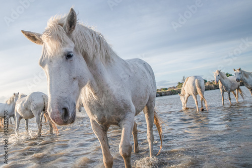 White horses in Camargue, France.